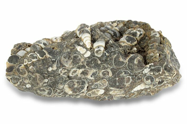 Fossil Freshwater Snails (Elimia) In Limestone - Wyoming #249004